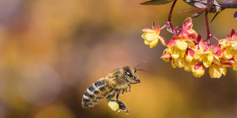 Barberry honey - بهترین عسل چه عسلی است؟ معرفی بهترین انواع عسل و رنگ آن‌ها